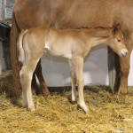 CALVIN - Out of Thats My Invitation (Owned by Seaside Farm)